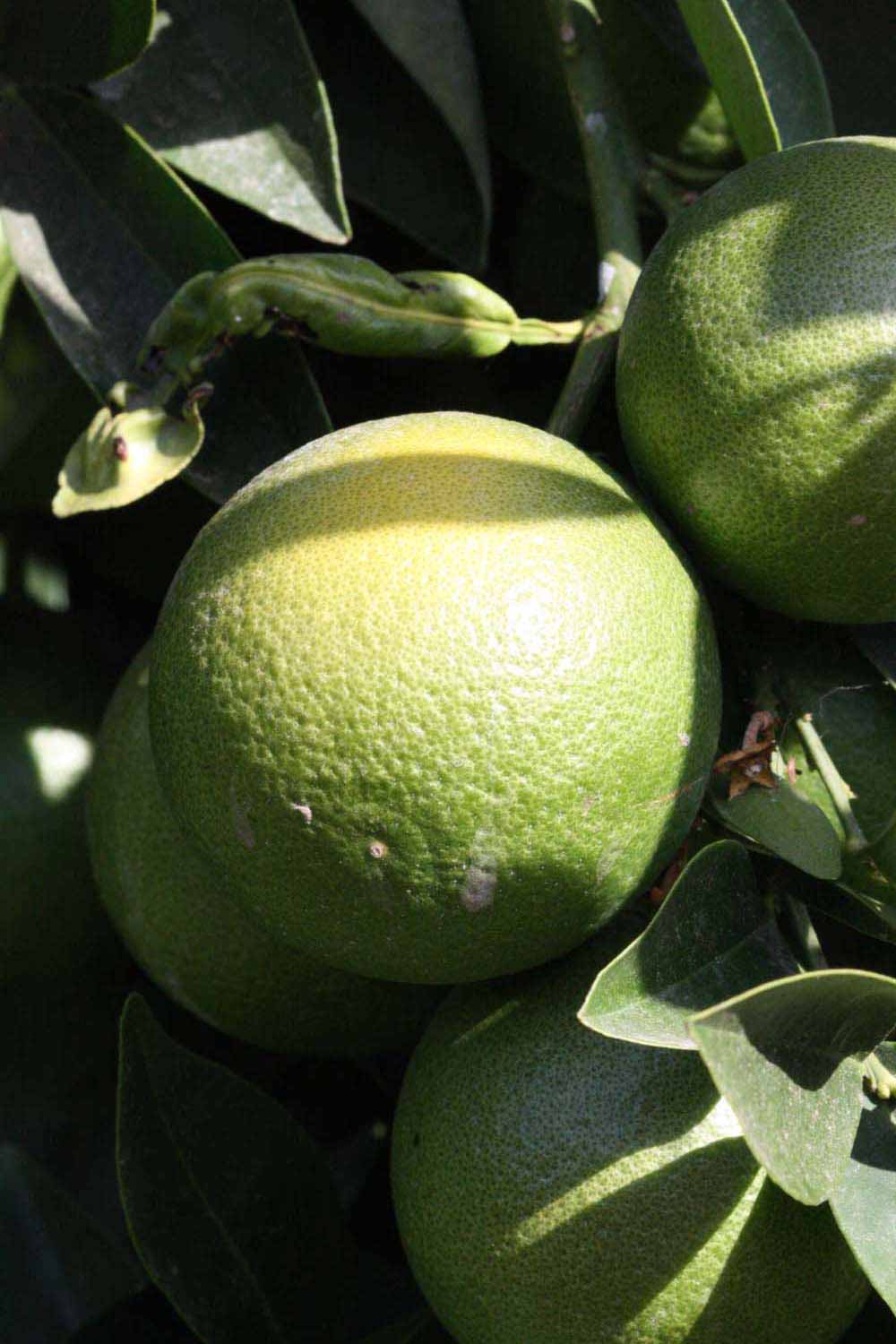            Immature fruit (Riverside, CA)   